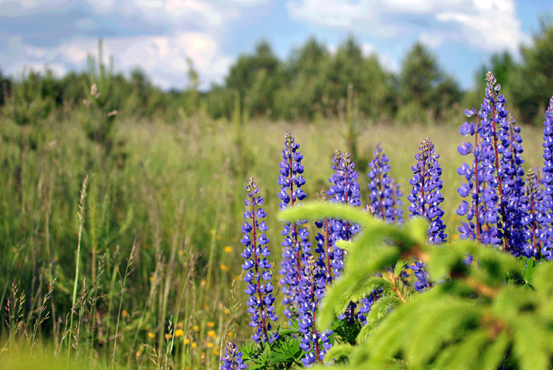 neverleavetheclouds.lithuana.01